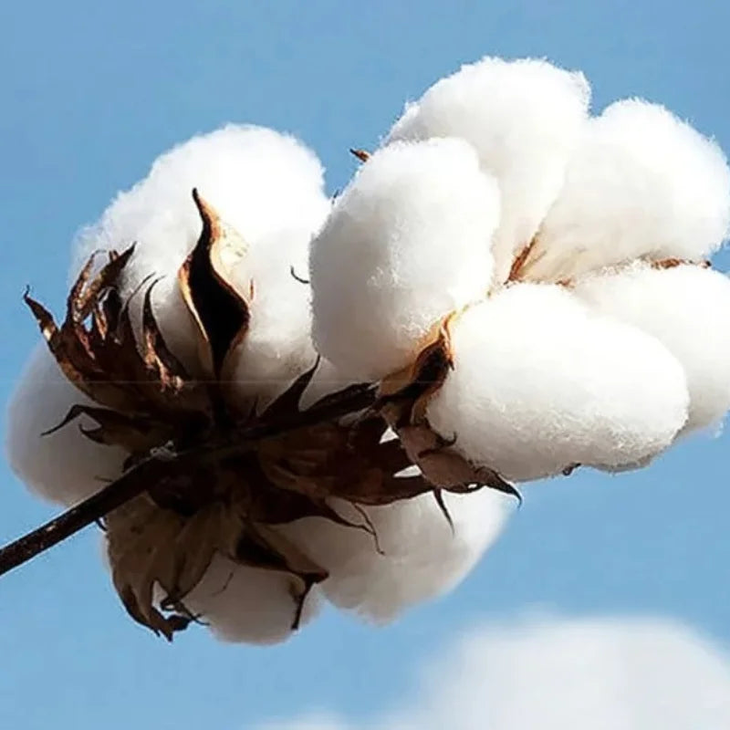 Heated Rival Shane Hollander 24 Hoodie 2026 Autumn Winter Men's Women's Cotton Oversized Hoodie Street Wear Y2K Men's Hoodie